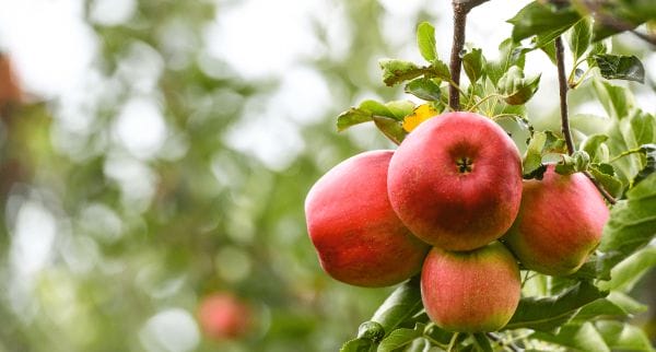 PDF) Sauron� Apple Cultivar