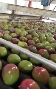 Akorn Natural coatings for Mango