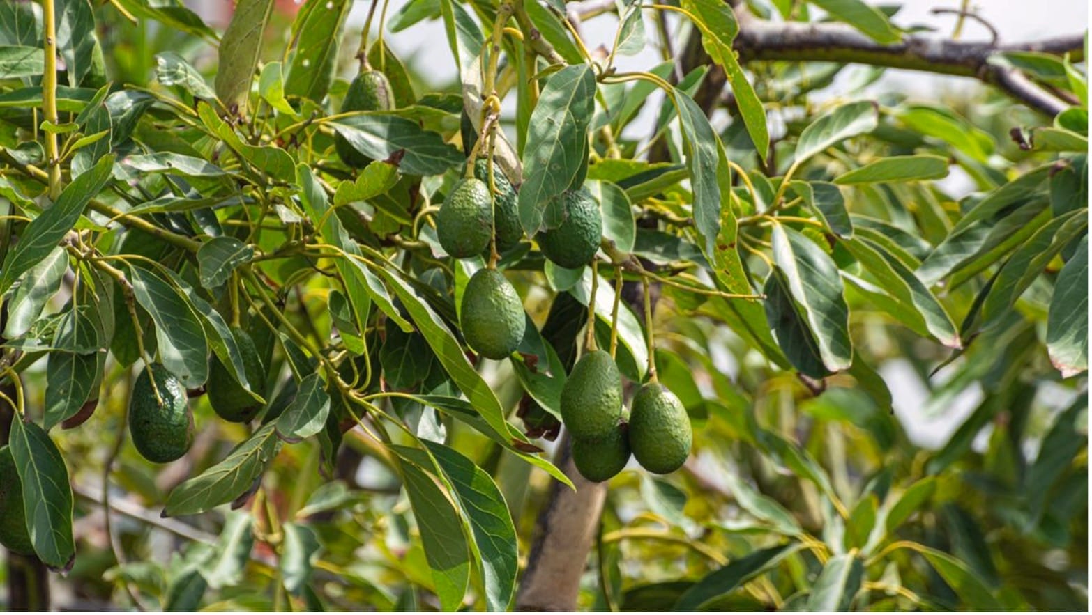 The Rise Of Emerging Avocado Producing Regions Opportunities