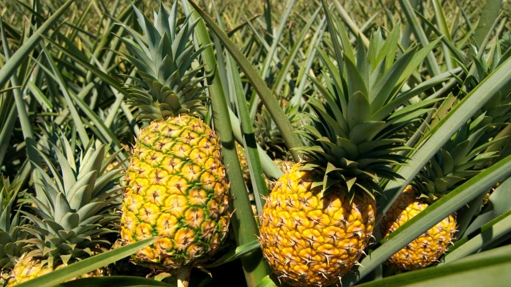Akorn Essbarer Überzug für Ananas