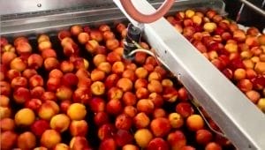 akorn nectarines